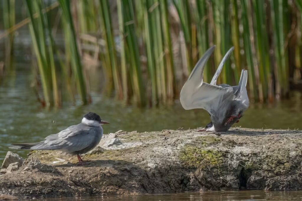 Comedy Wildlife Photography Awards-2024 – яке фото тварини визнано найсмішнішим цього року? (ФОТО) 8