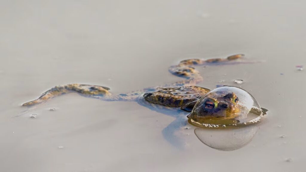 Comedy Wildlife Photography Awards-2024 – яке фото тварини визнано найсмішнішим цього року? (ФОТО) 10