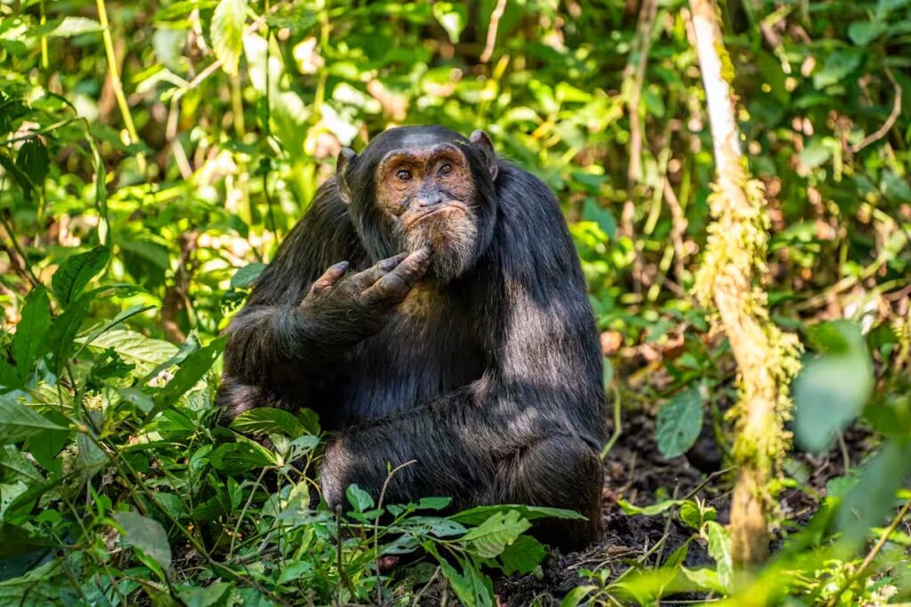 Comedy Wildlife Photography Awards-2024 – яке фото тварини визнано найсмішнішим цього року? (ФОТО) 12