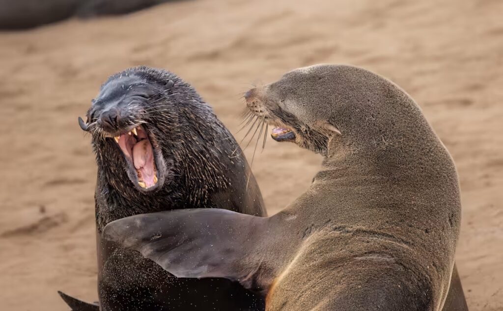 Comedy Wildlife Photography Awards-2024 – яке фото тварини визнано найсмішнішим цього року? (ФОТО) 16