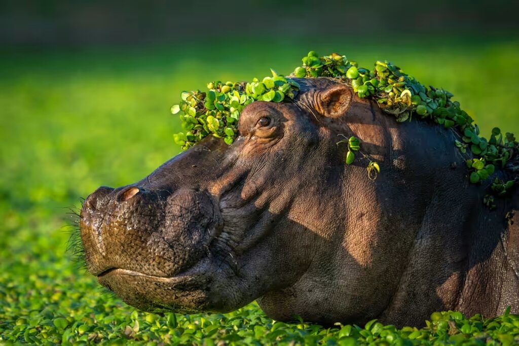 Comedy Wildlife Photography Awards-2024 – яке фото тварини визнано найсмішнішим цього року? (ФОТО) 18