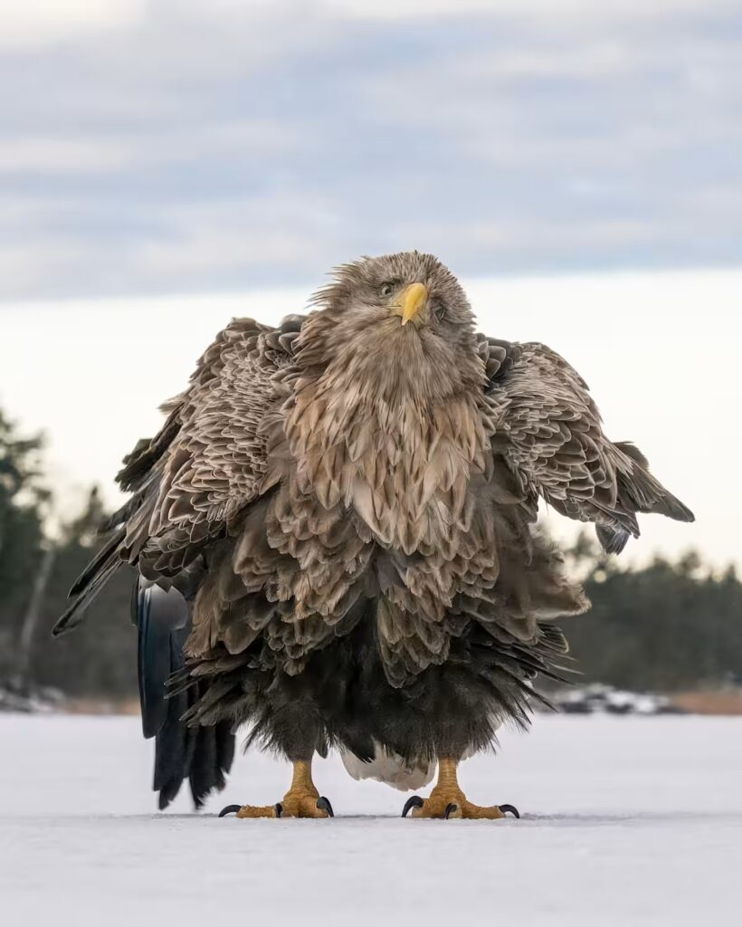 Comedy Wildlife Photography Awards-2024 – яке фото тварини визнано найсмішнішим цього року? (ФОТО) 4