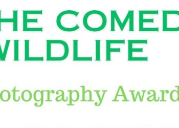 Comedy Wildlife Photography Awards-2024 – яке фото тварини визнано найсмішнішим цього року? (ФОТО)