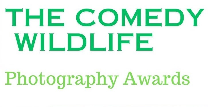 Comedy Wildlife Photography Awards-2024 – яке фото тварини визнано найсмішнішим цього року? (ФОТО)