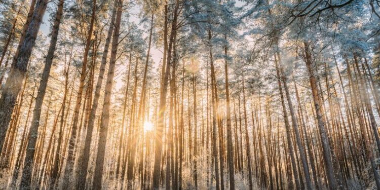 Прогноз погоди на вихідні 28–29 грудня: сльотаво та майже без опадів