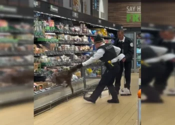 У Чикаго койот забрався в холодильник з елітними сирами у супермаркеті – витягали за хвіст, довго (ВІДЕО)