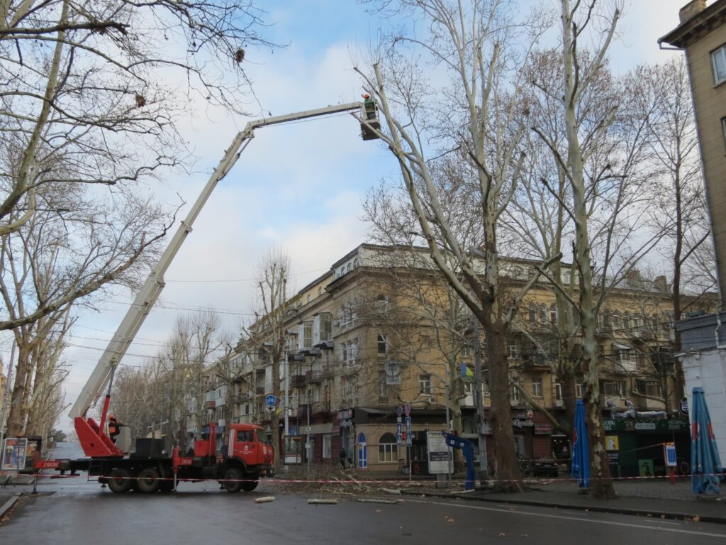 У центрі Миколаєва знов варварські кронували платани – миколаївці обурені (ФОТО, ВІДЕО) 2