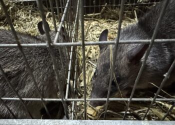Можуть вирости майже до метра – до Миколаївського зоопарку з Чехії прибули гамбійські щури (ФОТО)