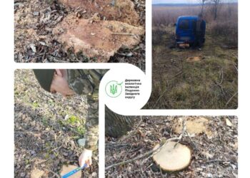 На Миколаївщині незаконною порубкою дерев завдано шкоди на 8 тис.грн.