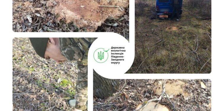 На Миколаївщині незаконною порубкою дерев завдано шкоди на 8 тис.грн.