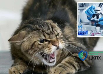 На Миколаївщині побільшало випадків сказу у домашніх котів
