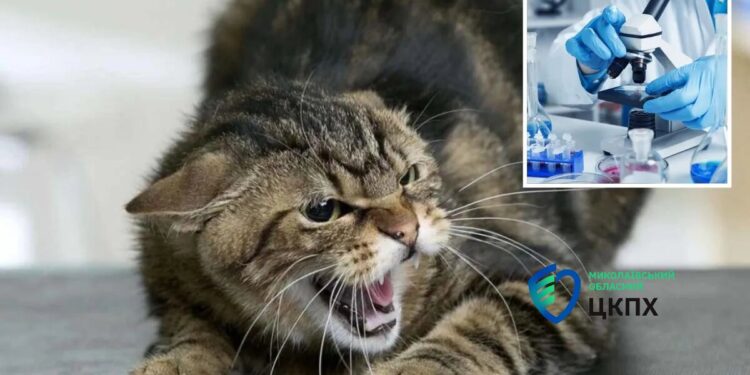 На Миколаївщині побільшало випадків сказу у домашніх котів