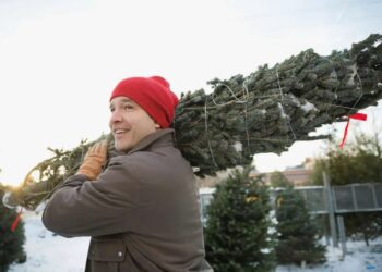 Коли різдвяна ялинка може ще послужити – що вигадали в Амстердамі