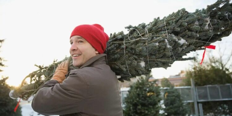 Коли різдвяна ялинка може ще послужити – що вигадали в Амстердамі