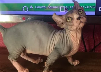 Гроші є. В Україні продають кошенят за тисячі євро (ФОТО)