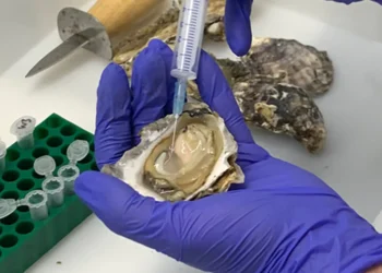 Кров цього молюска підсилює антибіотики і вбиває бактерії. Про кого йдеться