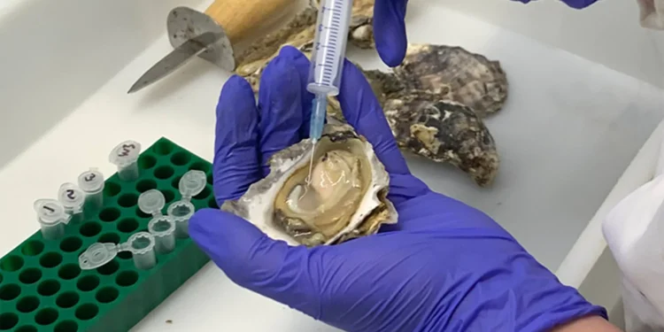 Кров цього молюска підсилює антибіотики і вбиває бактерії. Про кого йдеться