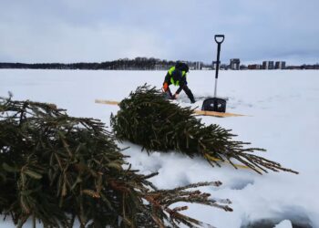 Навіщо в Фінляндії топлять різдвяні ялинки