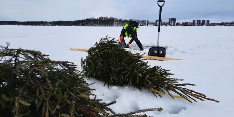 Навіщо в Фінляндії топлять різдвяні ялинки