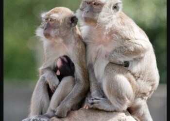 Погуляли та й досить: до дослідницького центру в США нарешті повернули всіх мавп, які втекли ще в листопаді