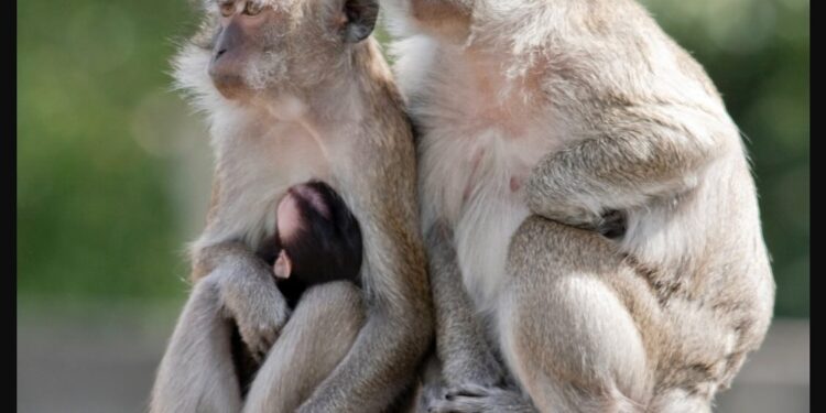 Погуляли та й досить: до дослідницького центру в США нарешті повернули всіх мавп, які втекли ще в листопаді