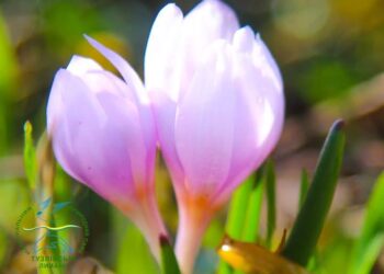 Унікальне зимове диво на Одещині – квітне брандушка (ФОТО)