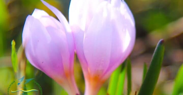 Унікальне зимове диво на Одещині – квітне брандушка (ФОТО)