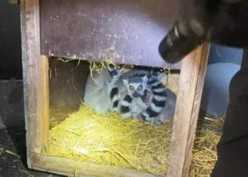 “Втеча з Мадагаскару”: на кордоні з Польщею виявили лемурів  (ФОТО)