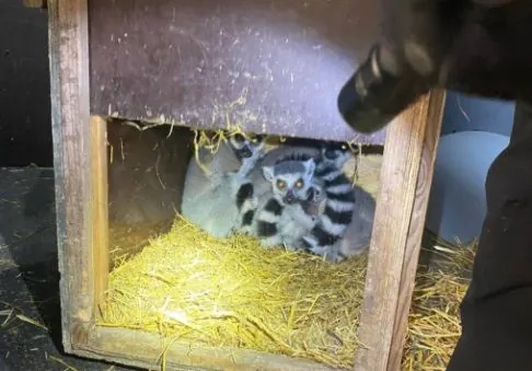 “Втеча з Мадагаскару”: на кордоні з Польщею виявили лемурів  (ФОТО)