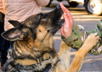 Службові собаки поліції Миколаївщини у 2024 році знайшли понад 14 кг наркотиків та 70 вибухових пристроїв (ФОТО)