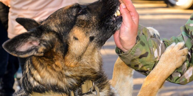 Службові собаки поліції Миколаївщини у 2024 році знайшли понад 14 кг наркотиків та 70 вибухових пристроїв (ФОТО)