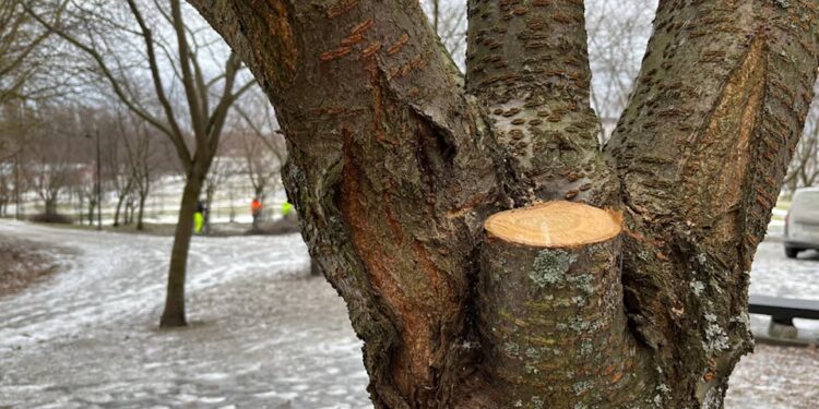 Не тільки миколаївська проблема, однак реакція влади інша – мерія Гельсінкі розслідує, чому так сильно обрізали сакури (ФОТО)  