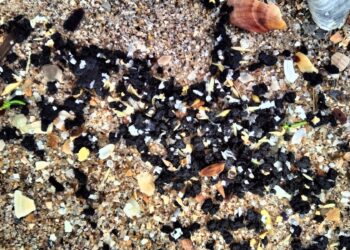 Працівники НПП «Тузлівські лимани» на Одещині зібрали дрібні фракції мазуту, винесених морем на берег (ФОТО)