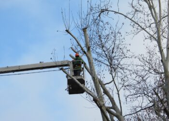 У центрі Миколаєва знов варварські кронували платани – миколаївці обурені (ФОТО, ВІДЕО)