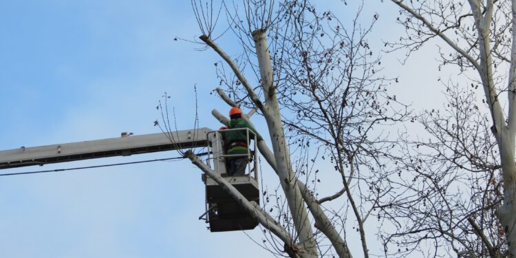 У центрі Миколаєва знов варварські кронували платани – миколаївці обурені (ФОТО, ВІДЕО)