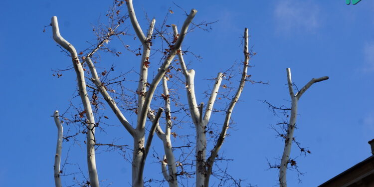 Мешканці Миколаєва вийшли на захист платанів від варварської обрізки (ФОТО, ВІДЕО)