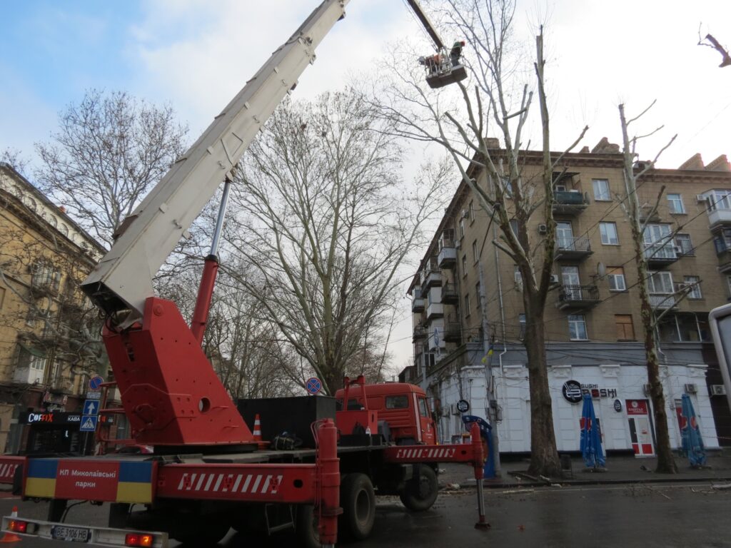 У центрі Миколаєва знов варварські кронували платани – миколаївці обурені (ФОТО, ВІДЕО) 6