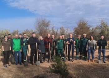 Жодна із 100 висаджених восени 2023 року у парку Перемоги в Миколаєві сосен не вижила (ВІДЕО)