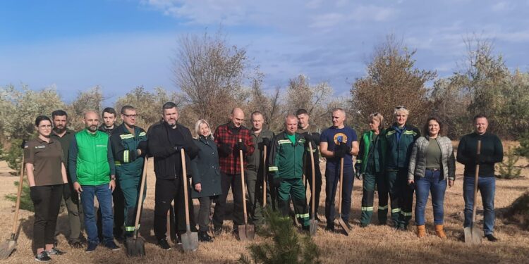 Жодна із 100 висаджених восени 2023 року у парку Перемоги в Миколаєві сосен не вижила (ВІДЕО)
