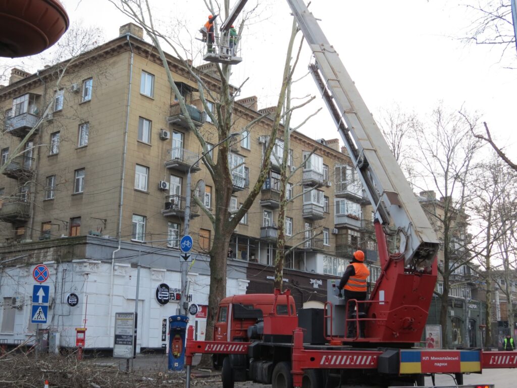 У центрі Миколаєва знов варварські кронували платани – миколаївці обурені (ФОТО, ВІДЕО) 8