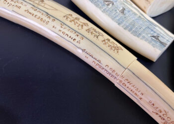 «Прощай, немытая Чукотка…, страна повышенных окладов и проспиртованных людей», – бивні моржа з таким гаслом вилучили митники (ФОТО)