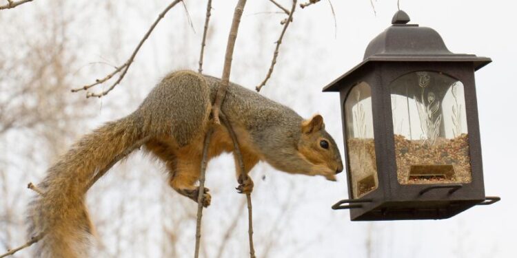 Зимовий вікенд із сюрпризами: прогноз, факти й теплі поради