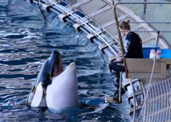 У Франції закрили всесвітньо відоме шоу касаток та дельфінів. Що тепер буде з тваринами?