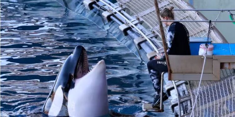 У Франції закрили всесвітньо відоме шоу касаток та дельфінів. Що тепер буде з тваринами?