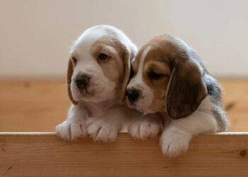 У Франції зоозахисники хочуть заборонити виставки тварин, на яких продають цуценят