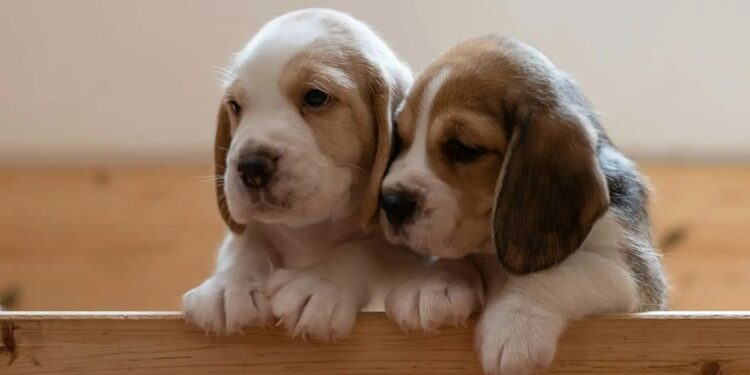 У Франції зоозахисники хочуть заборонити виставки тварин, на яких продають цуценят