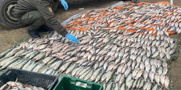 Неподалік Миколаєва впіймали рибного браконьєра – нашкодив природі на 1,3 млн.грн. (ФОТО)