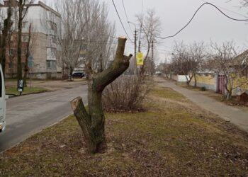 «Миколаївські парки» дорікнули Держекоінспекції – у Миколаєві варварськи обрізано 13 дерев, а заходи ДЕІ не вжила (ФОТО)