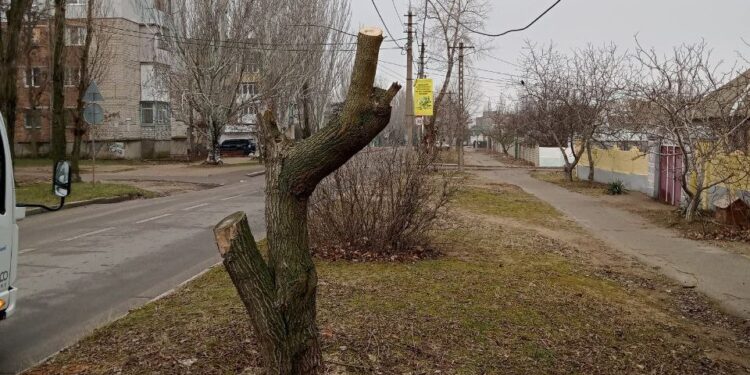 «Миколаївські парки» дорікнули Держекоінспекції – у Миколаєві варварськи обрізано 13 дерев, а заходи ДЕІ не вжила (ФОТО)