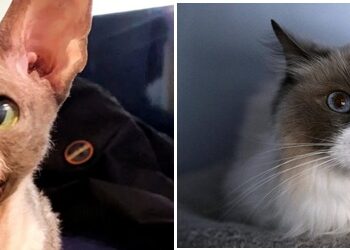 У Фінляндії щорічно нагороджують котів-героїв – за що отримали звання минулорічні лауреати? (ФОТО)